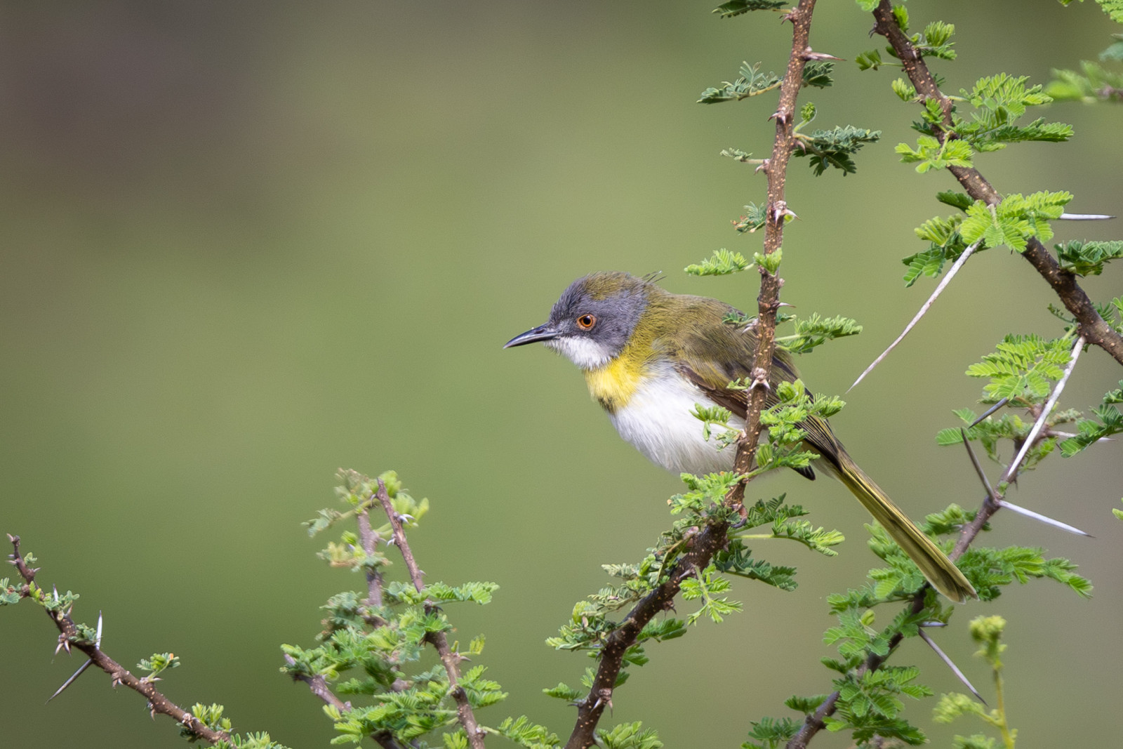 image Yellow-breasted Apalis